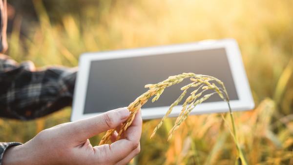 hand holding some oats reviewing the quality on an ipad