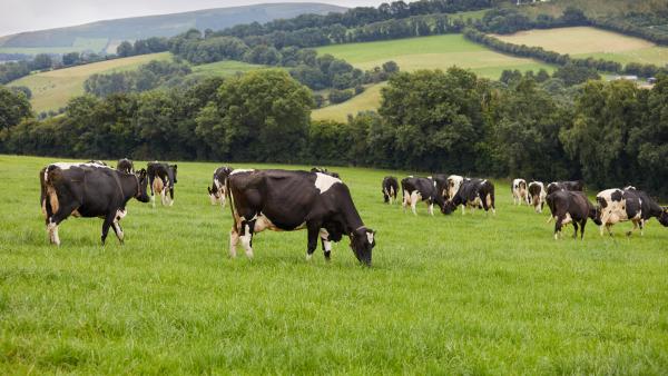 Grass-fed-cows