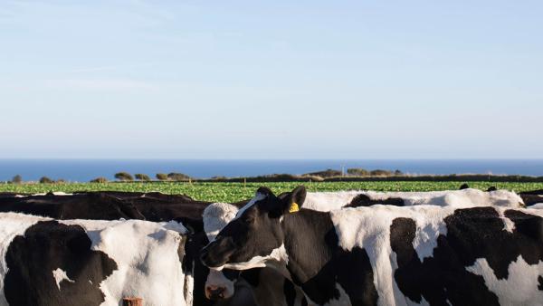 group of dairy cows in field