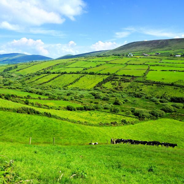 Irish field with grass fed dairy cows grazing in the foreground