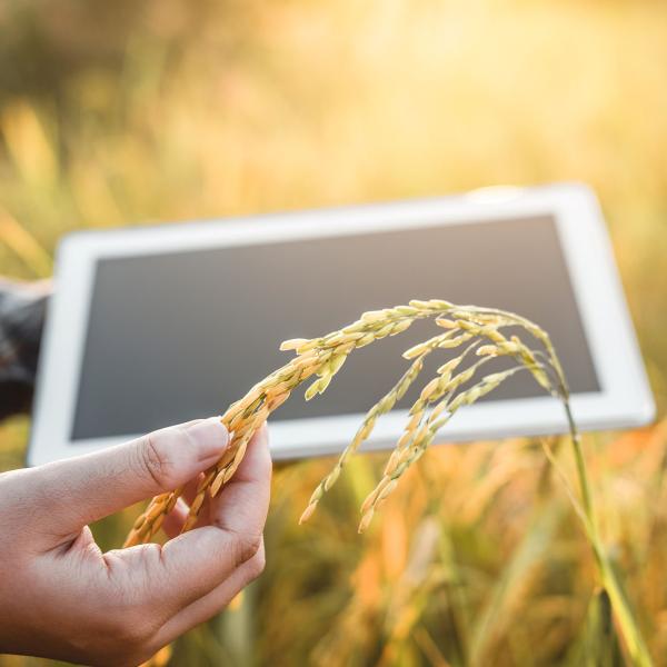 hand holding some oats reviewing the quality on an ipad