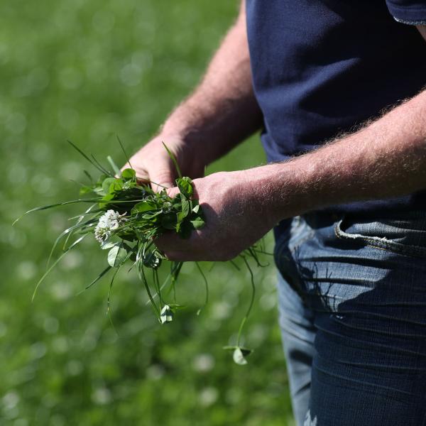 Glanbia Ireland farmer running grass through his fingers