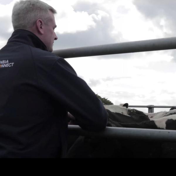 A Glanbia Ireland vet overlooking a herd of cattle