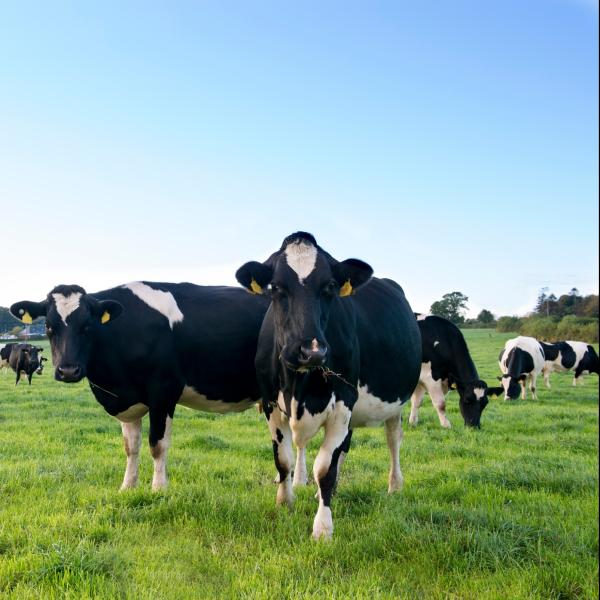 Irish Dairy Cows in a field