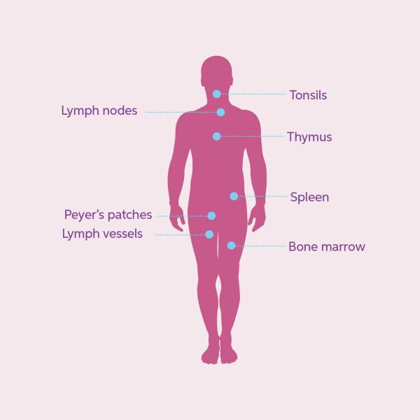 graphic of human body with important  areas