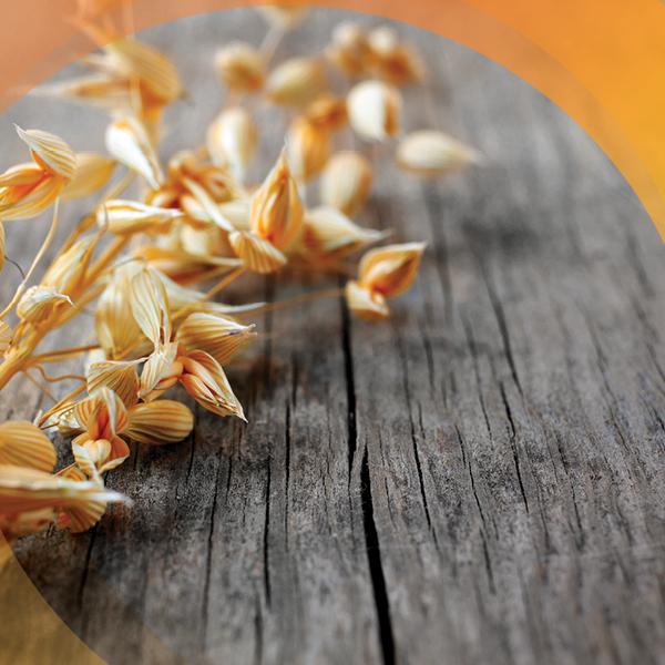 image of irish oats