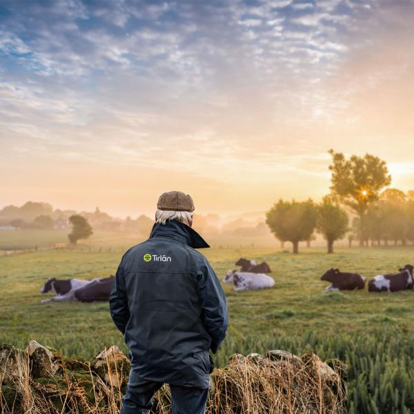 Image of a farmer with his back to the camera looking out at his field of cows