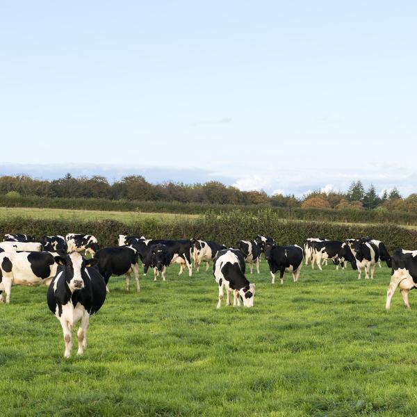 biodiversity - header of cows