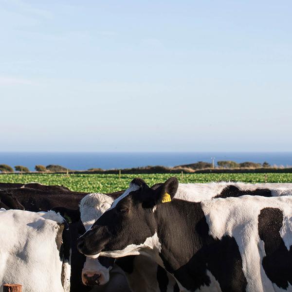 group of dairy cows in field