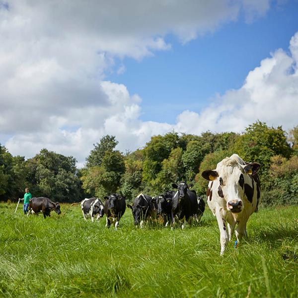 cows grazing in field