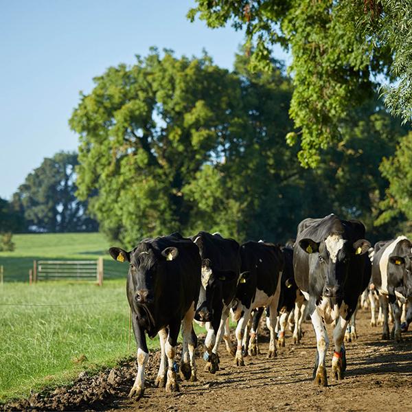 cows walking from one field to another