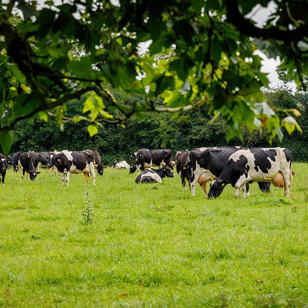 cows grazing in field