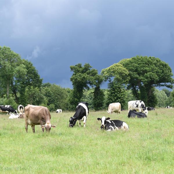 cows grazing on grass