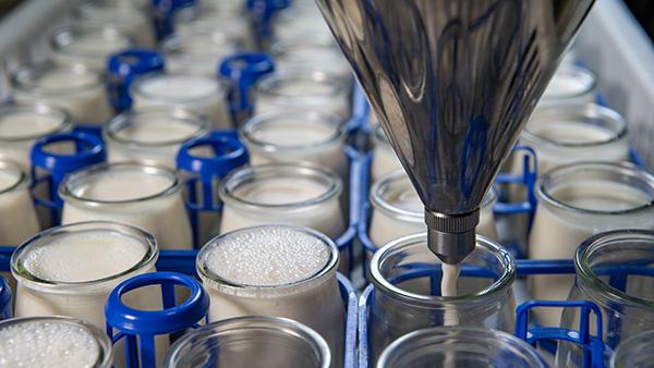 yoghurt being made with machine