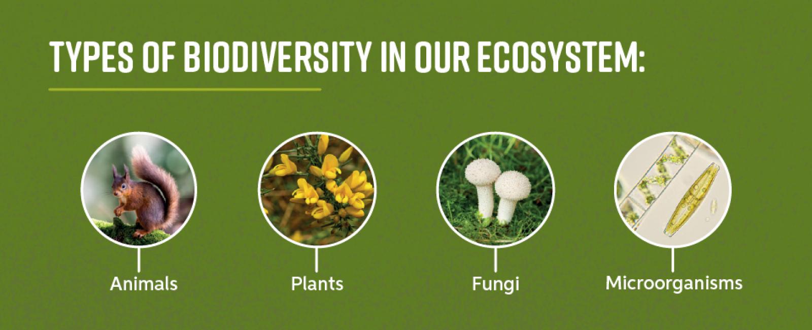 Biodiversity and the Irish landscape | Tirlán Ingredients