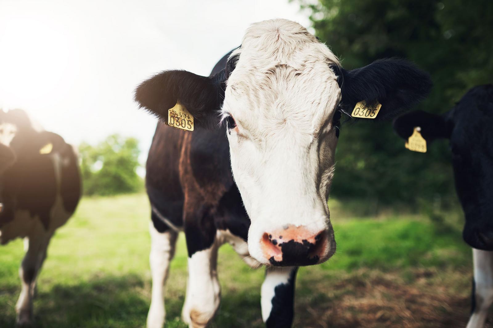Irish grass fed cow on sustainable farm
