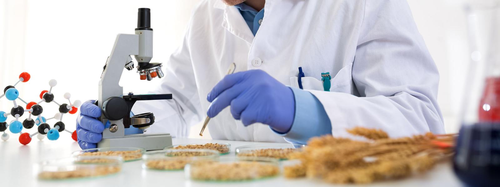 Glanbia Ireland scientist lookings at Oats through a microscope