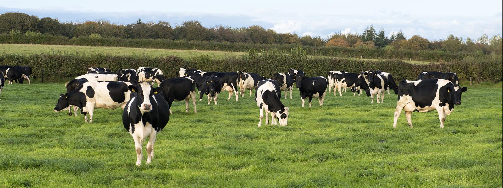 biodiversity - header of cows