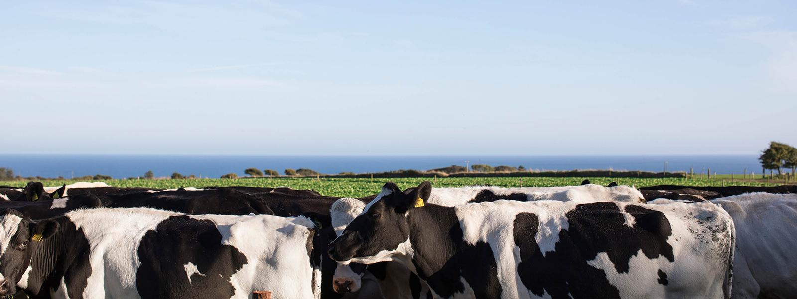 group of dairy cows in field